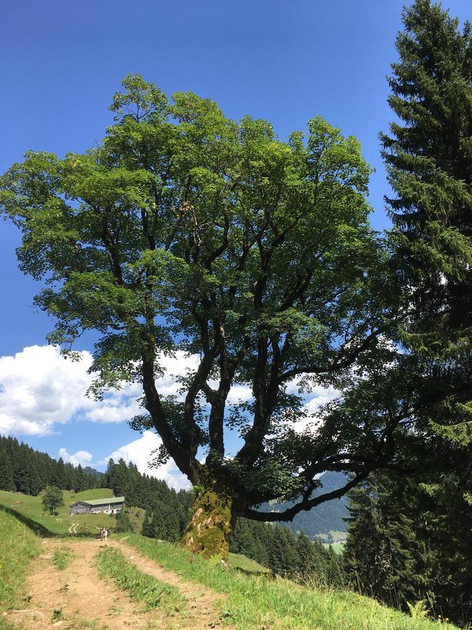 Gemütliche Bergwiese, 2-raum, Separates Schlafzimmer, Schönen Balkon Oder Terrasse, Komfort Ausstattung, Ruhige Lage, Kostenfrei Wlan, Sauna Im Landhaus, Brötchenservice, Parkplatz Kostenfrei, Hunde Auf Anfrage, Tankstelle Für E-autos * Balderschwang